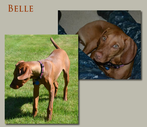 vizslas breeder, vizsla breeder, lone oaks vizslas, marc williams, hutchinson, mn, minnesota, hunting dog breeding, bird dogs, vizslas dog breeding