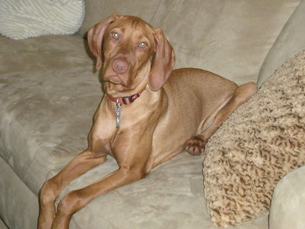 53 Best Photos Vizsla Puppies Mn - VIZSLA - 9 Dog Breeds Mistaken for Pit Bulls ... Lifestyle